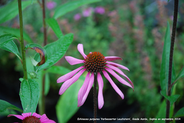 Echinacea purpurea 'Verbesserter Leuchstern''