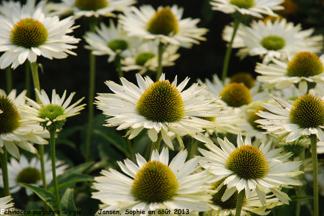 Echinacea purpurea 'Virgin'