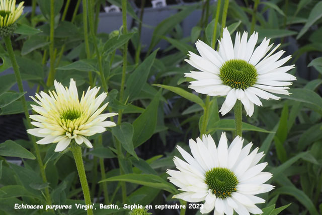 Echinacea purpurea 'Virgin'