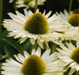 Echinacea purpurea 'Virgin'