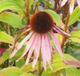 Echinacea purpurea 
