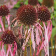 Echinacea sanguinea