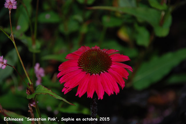 Echinacea 'Sensation Pink'