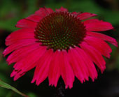 Echinacea 'Sensation Pink'