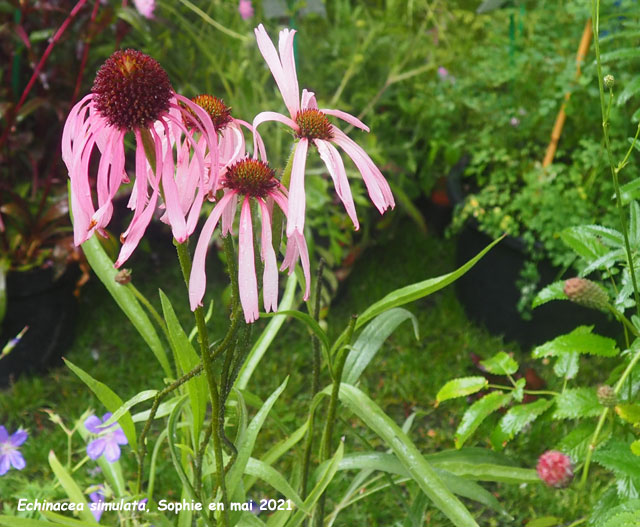 Echinacea simulata