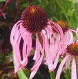 Echinacea simulata