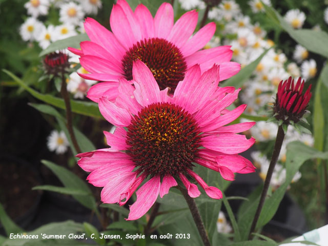 Echinacea 'Simmer Cloud'