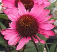 Echinacea 'Summer Cloud'