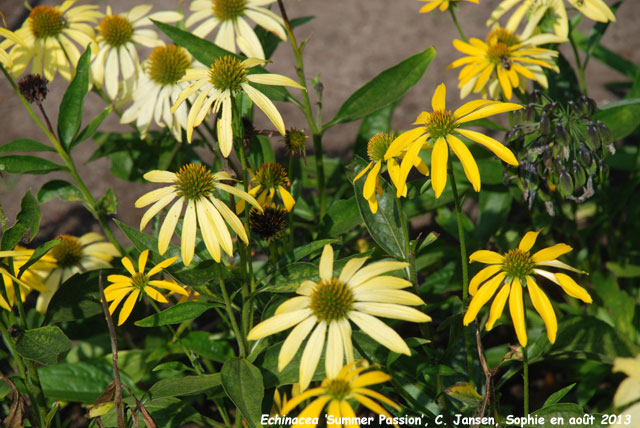 Echinacea 'Summer Passion'