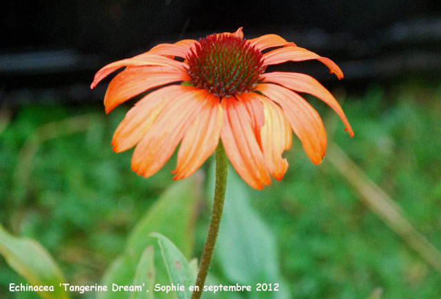 Echinacea 'Tangerine Dream'