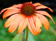 Echinacea 'Tangerine Dream'