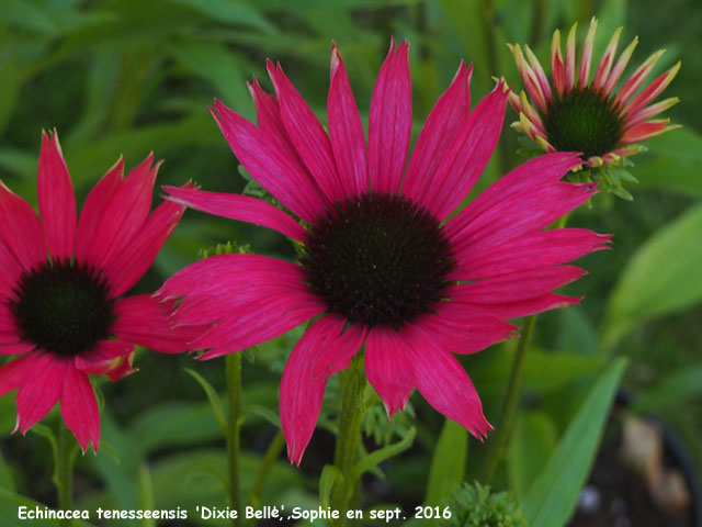 Echinacea tennesseensis 'Dixie Bell'