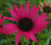 Echinacea tenesseensis 'Dixie Bell'