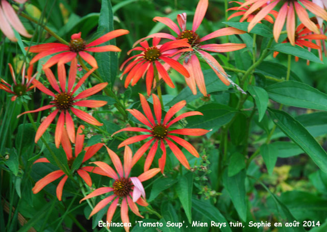 Echinacea 'Tomato  Soup'