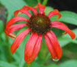 Echinacea 'Tomato Soup'