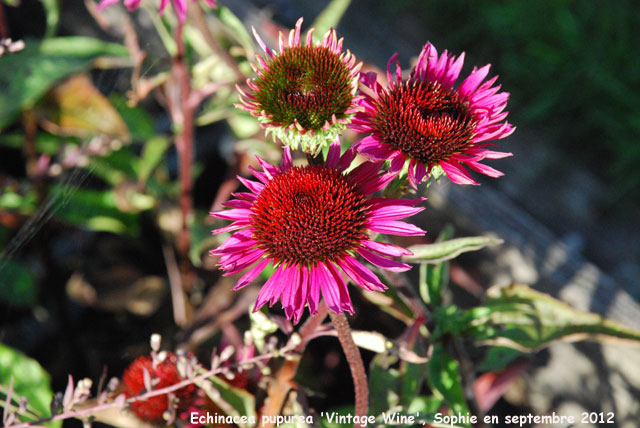 Echinacea 'Vintage Wine'