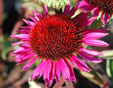 Echinacea purpurea 'Vintage Wine'