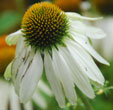 Echinacea purpurea 'White Swan'