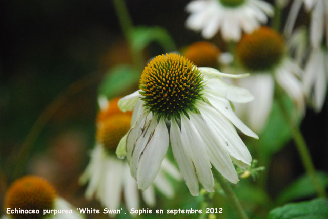 Echinacea 'White Swan'