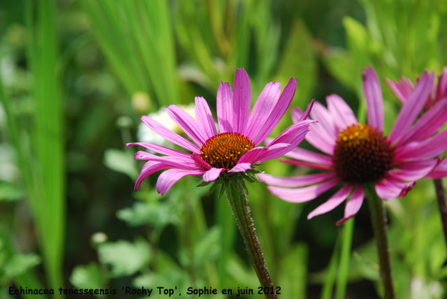 Echinacea tennesseensis 'Rocky Top'