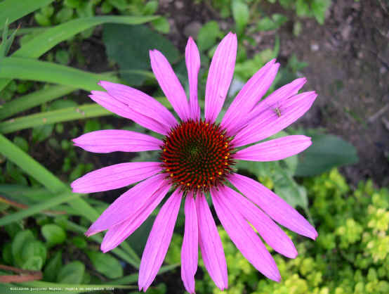 Echinacea purpurea 'Magnus'