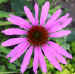 Echinacea purpurea 'Magnus'