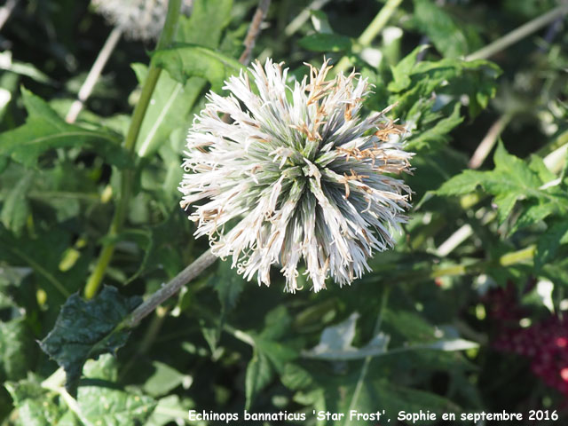 Echinops bannaticus 'Star Frost'