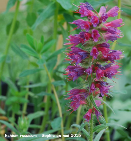 Echium russicum
