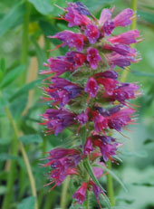 Echium russicum