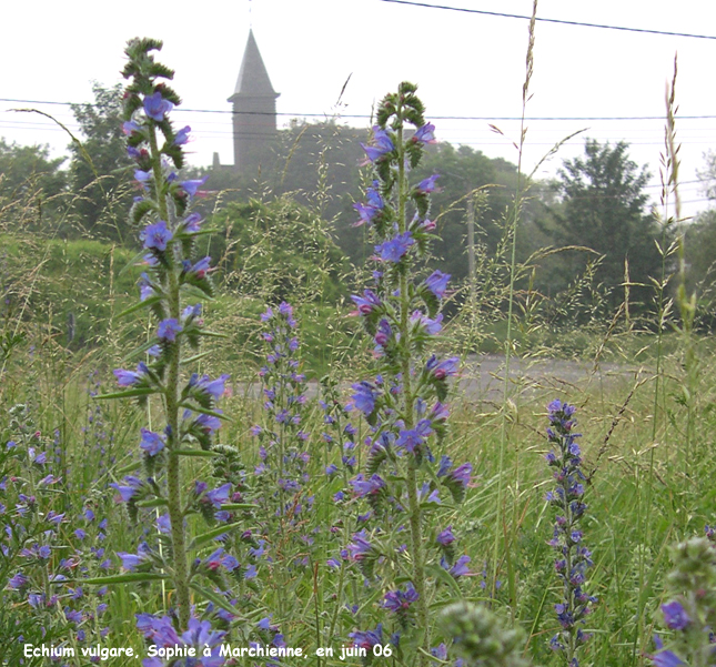 Echium vulgare