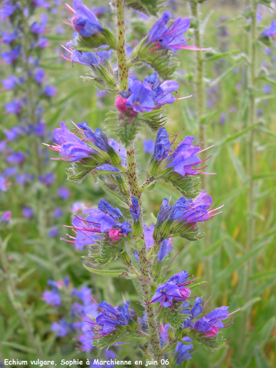 Echium vulgare