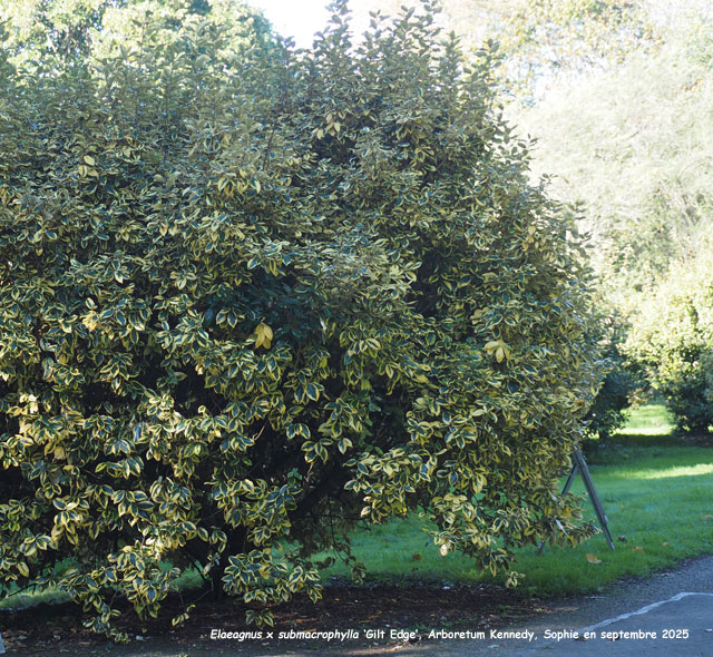 Elaeagnus x submacrophylla 'Gilt Edge' 