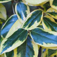 Elaeagnus x submacrophylla 'Gilt Edge'