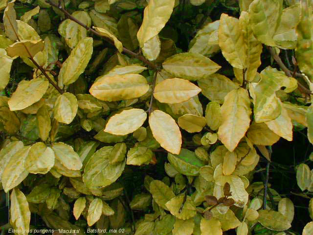 Elaeagnus pungens 'Maculata'