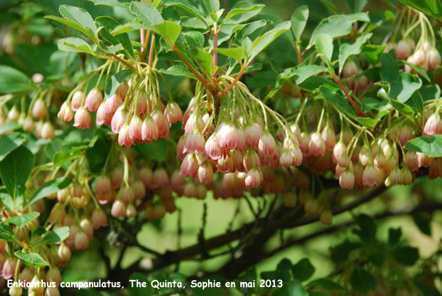 Enkianthus campanulatus