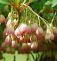 Enkianthus campanulatus