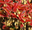 Enkianthus campanulatus