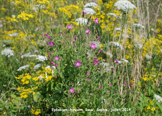 Epilobium hirsutum