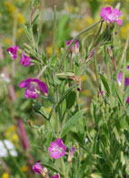 Epilobium hirsutum