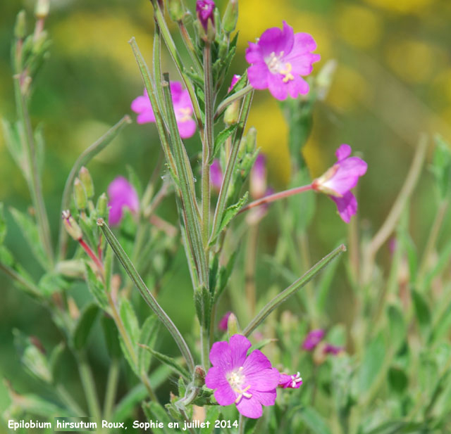 Epilobium hirsutum