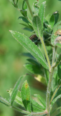 Epilobium hirsutum