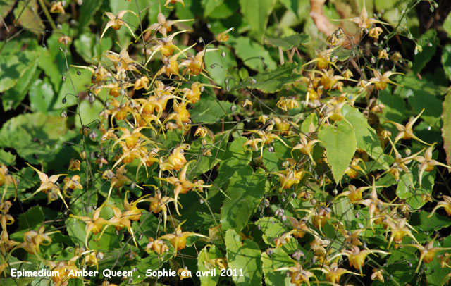 Epimedium 'Amber Queen'