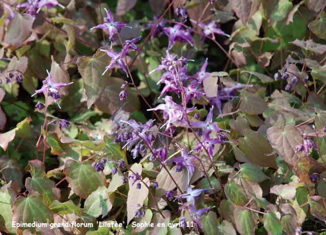 Epimedium grandiflorum 'Lilafee'