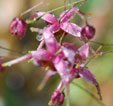 Epimedium 'Wiliam Stearn'