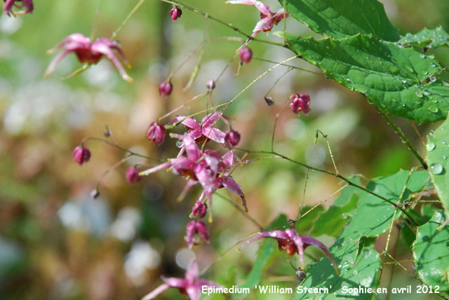 Epimedium 'William Stearn'