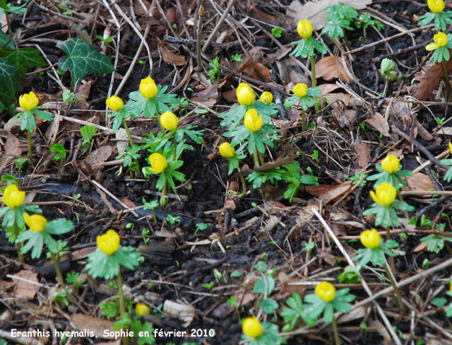 Eranthis hyemalis