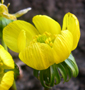 Eranthis hyemalis