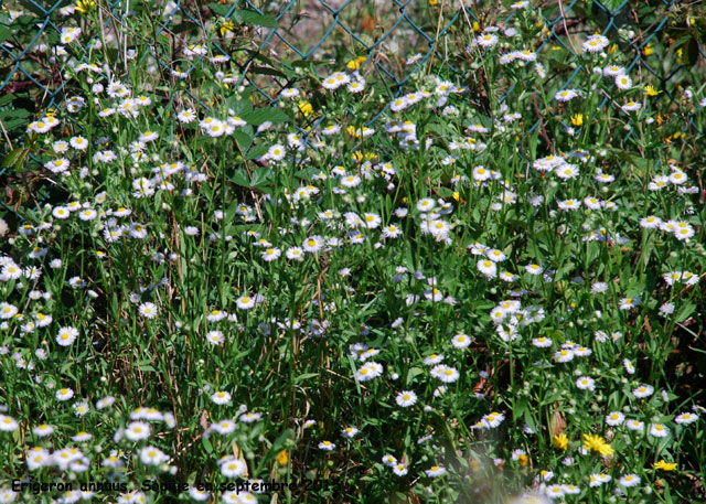 Erigeron annuus