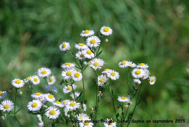 Erigeron annuus