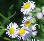 Erigeron annuus